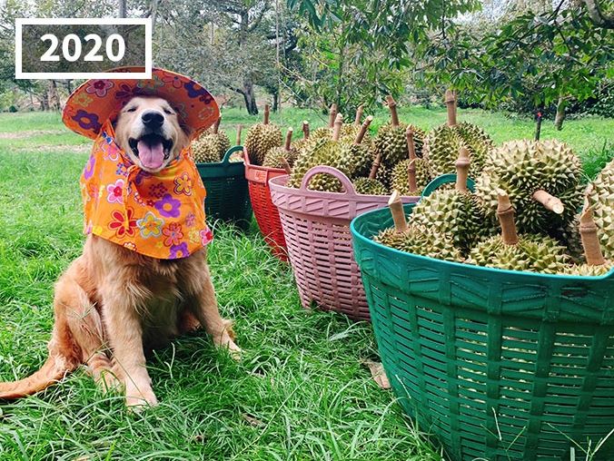 The dog has become famous for following its owner who sells durian in Thailand for 7 years 8