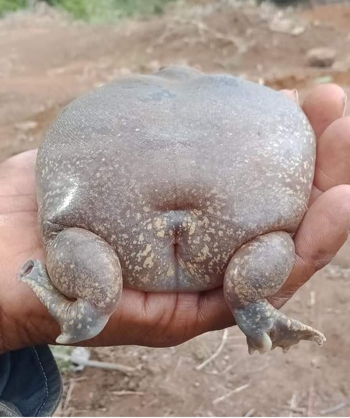 The frog appeared with a fat body and a bulging belly, indicating that the prince had been cursed 4