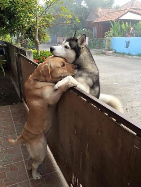 The lonely husky rushed to the neighbor's house and climbed the fence to hug its best friend 1