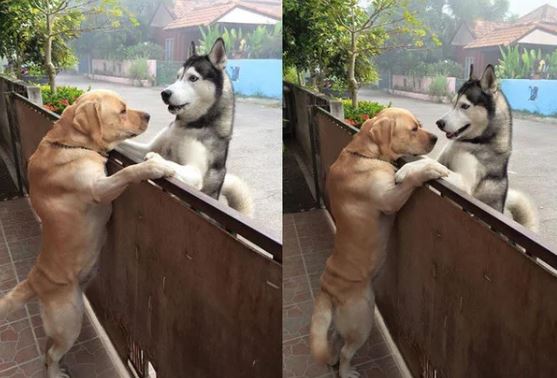 The lonely husky rushed to the neighbor's house and climbed the fence to hug its best friend 3