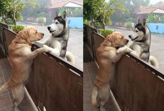 The two dogs cuddled each other for a long time.