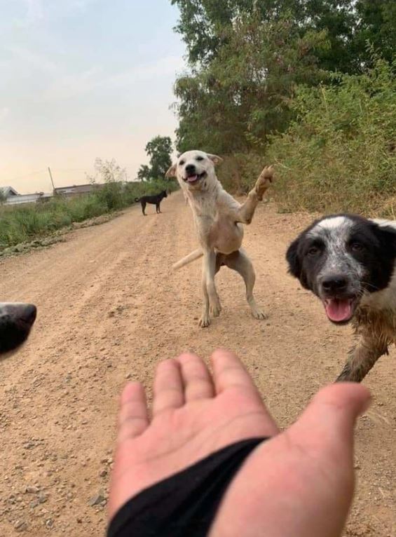 A group of photos of wild dogs smiling happily while being fed by passers-by 1