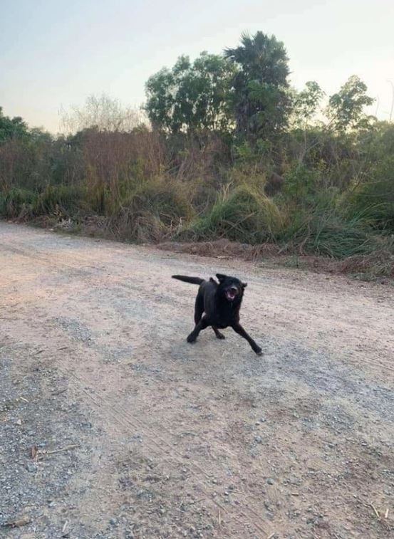 A group of photos of wild dogs smiling happily while being fed by passers-by 3