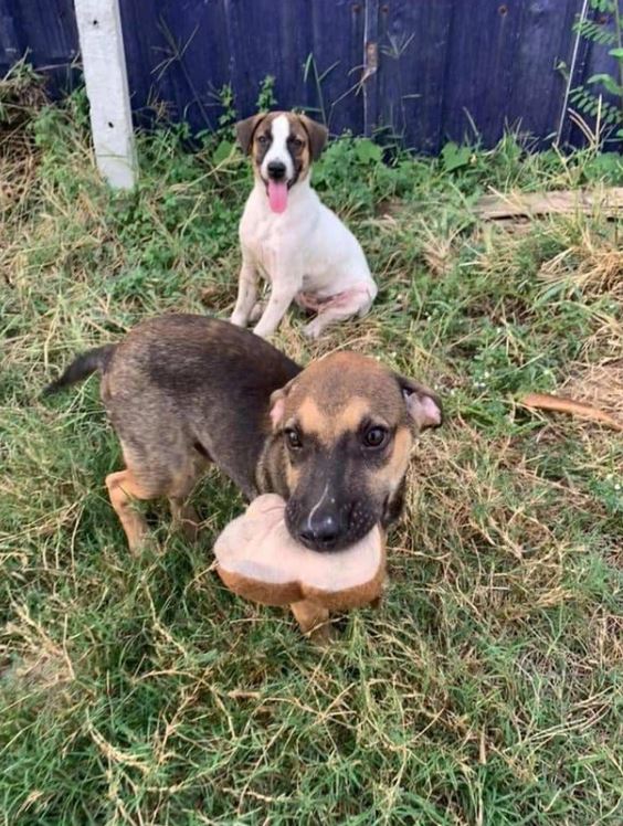 A group of photos of wild dogs smiling happily while being fed by passers-by 4