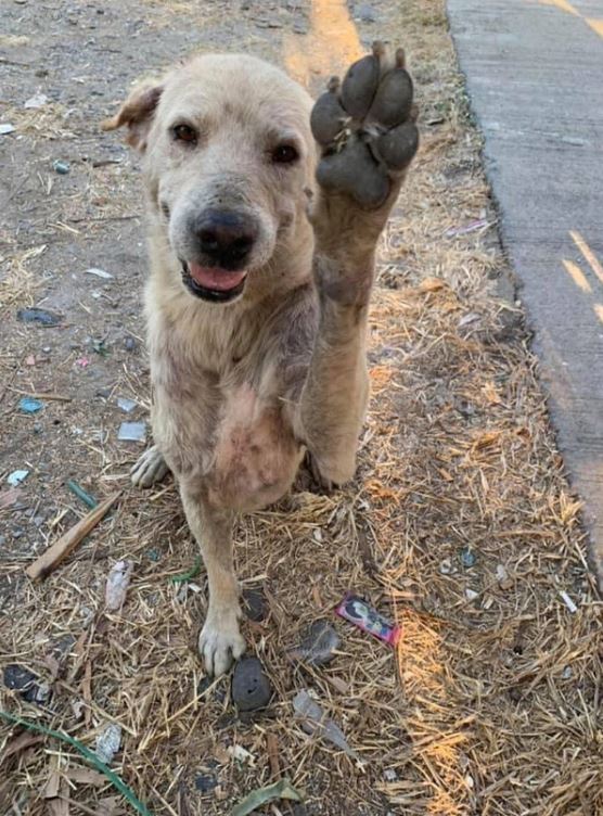 A group of photos of wild dogs smiling happily while being fed by passers-by 6