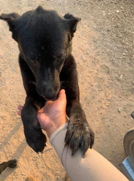 A group of photos of wild dogs smiling happily while being fed by passers-by 7