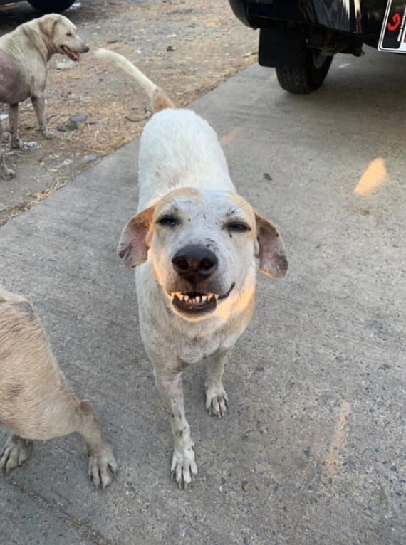 A group of photos of wild dogs smiling happily while being fed by passers-by 8