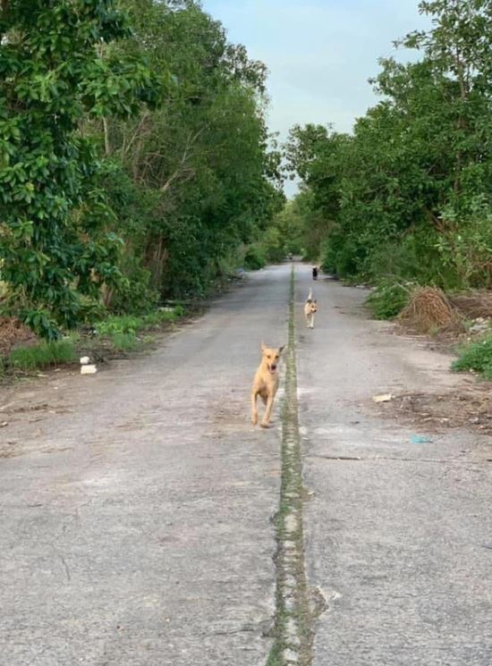 A group of photos of wild dogs smiling happily while being fed by passers-by 9