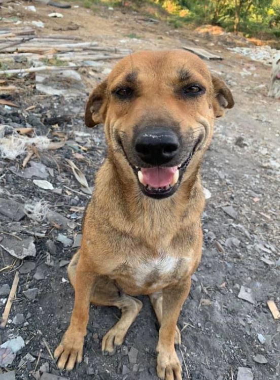 A group of photos of wild dogs smiling happily while being fed by passers-by 10