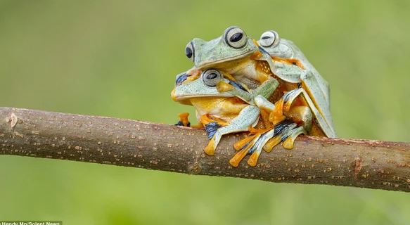 Admire photos of three mischievous frogs all smiling while posing for the camera 1