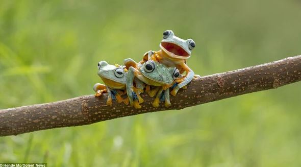 Admire photos of three mischievous frogs all smiling while posing for the camera 2