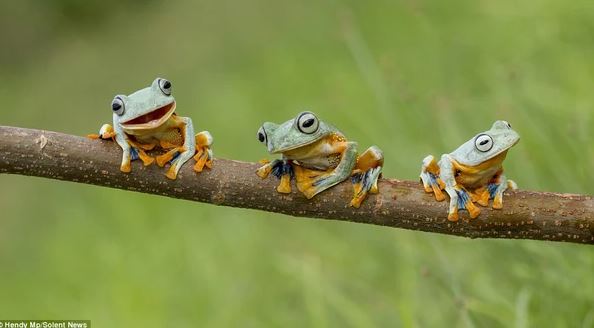Admire photos of three mischievous frogs all smiling while posing for the camera 3