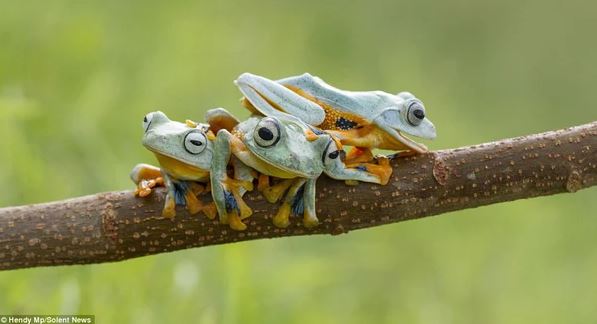 Admire photos of three mischievous frogs all smiling while posing for the camera 4