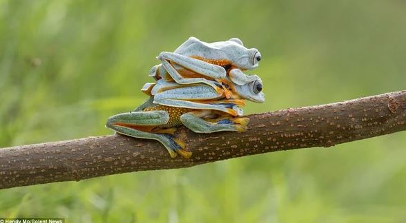 Admire photos of three mischievous frogs all smiling while posing for the camera 5