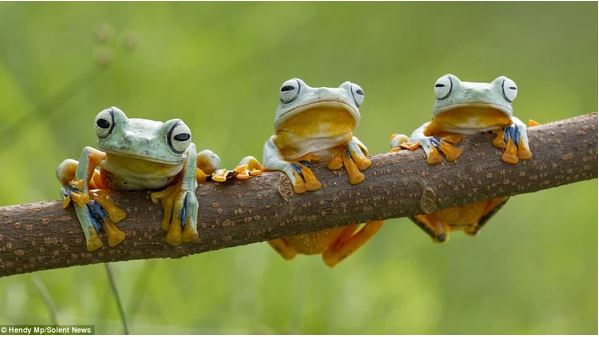 Admire photos of three mischievous frogs all smiling while posing for the camera 6