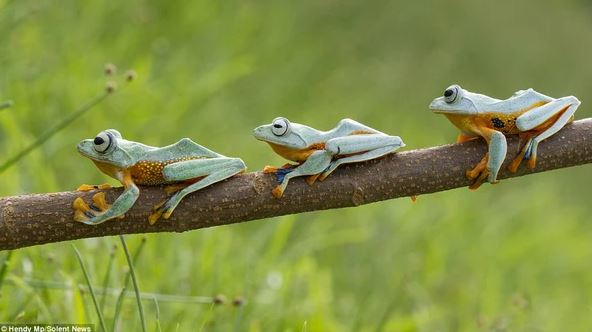 Admire photos of three mischievous frogs all smiling while posing for the camera 7