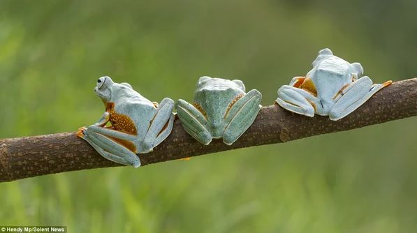 Admire photos of three mischievous frogs all smiling while posing for the camera 8
