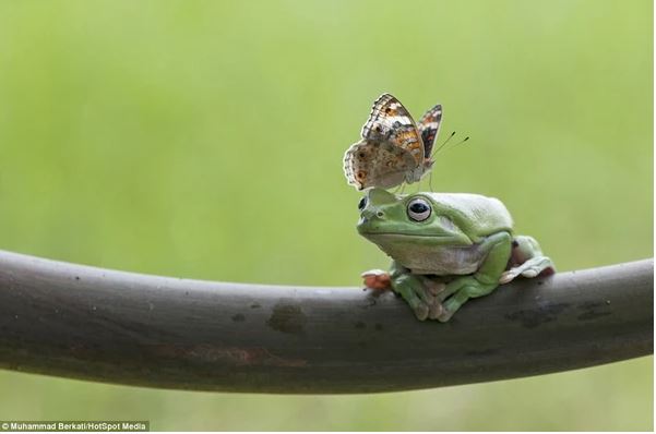 Admire photos of three mischievous frogs all smiling while posing for the camera 9