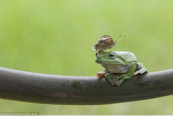 Admire photos of three mischievous frogs all smiling while posing for the camera 10