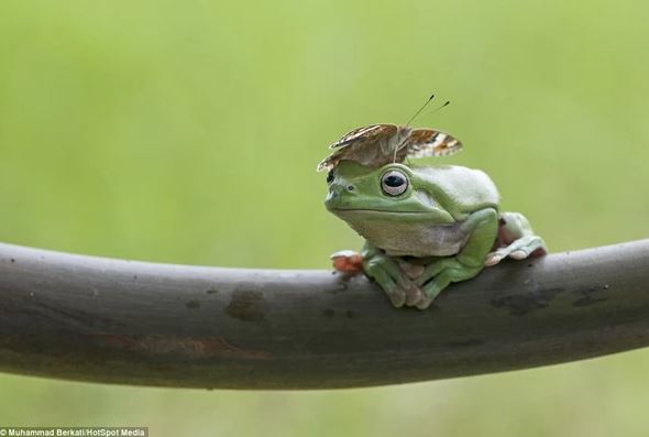 Admire photos of three mischievous frogs all smiling while posing for the camera 11