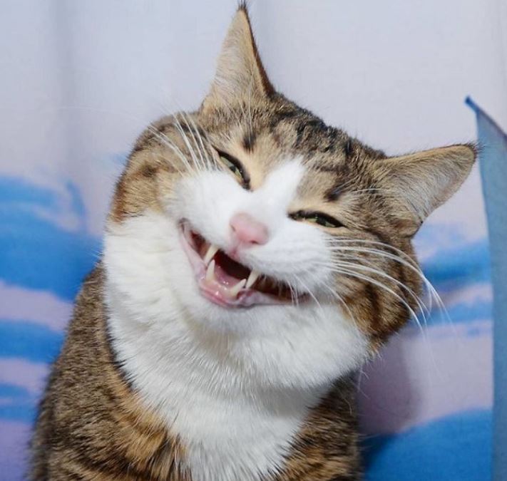 Meme cat with disability legs melts hearts with a funny series of facial photos 1