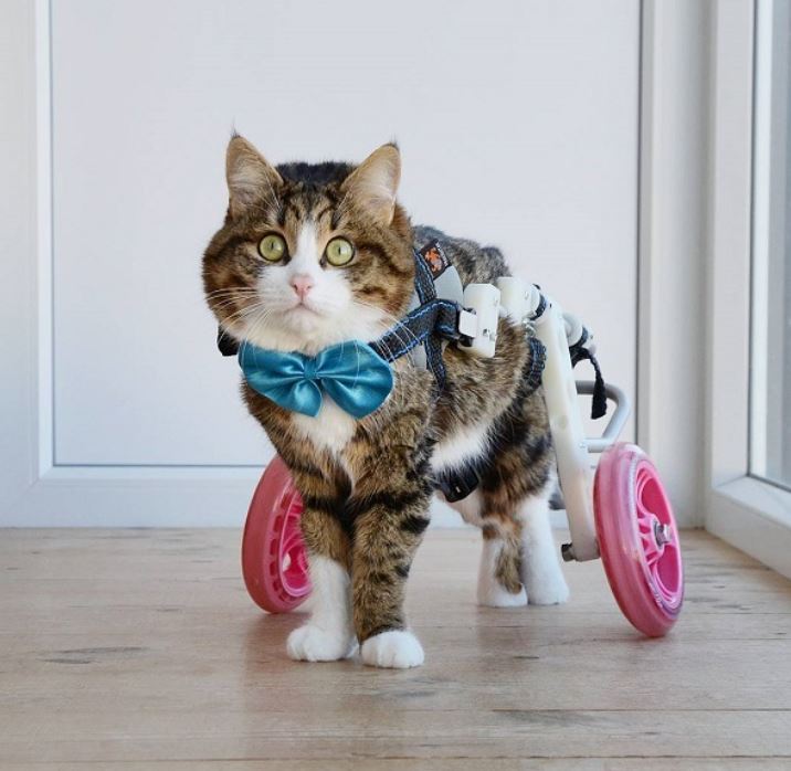 Meme cat with disability legs melts hearts with a funny series of facial photos 2