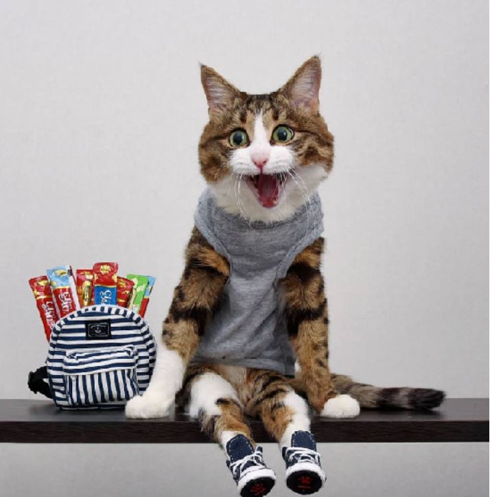Meme cat with disability legs melts hearts with a funny series of facial photos 3
