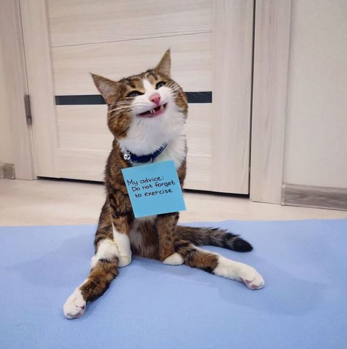 Meet the meme cat and the paralyzed legs behind the funny '50 Shades of Gray' series of photos 5