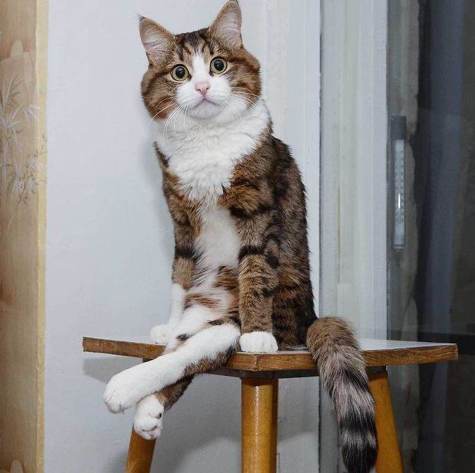 Meme cat with disability legs melts hearts with a funny series of facial photos 10