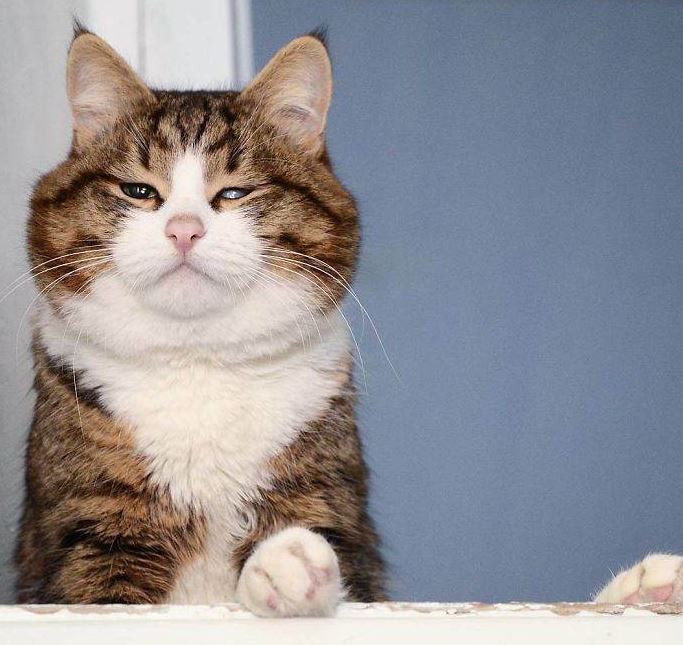 Meme cat with disability legs melts hearts with a funny series of facial photos 11