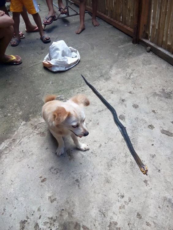 The brave dog that bit a cobra to save its owner and smiled before making the ultimate sacrifice, breaking everyone's heart 1