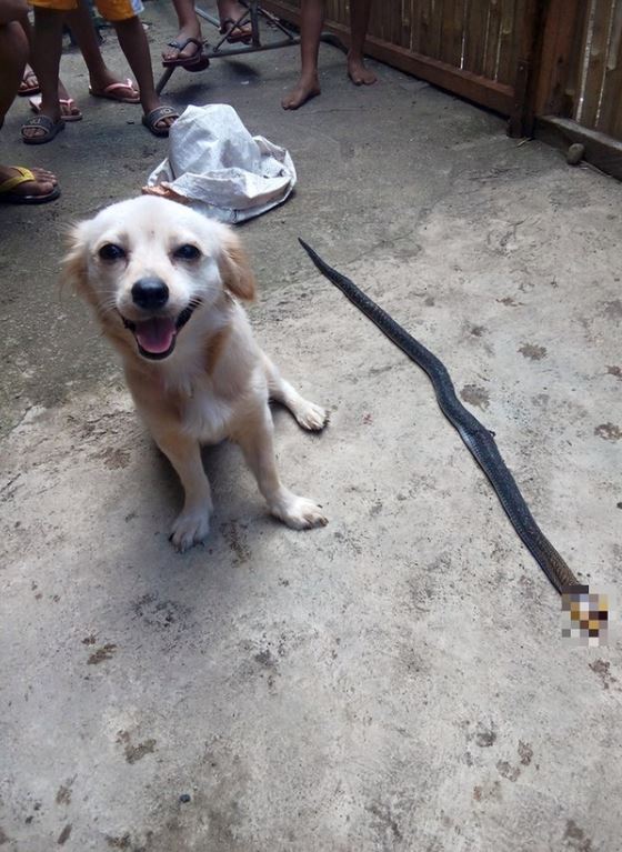 The brave dog that bit a cobra to save its owner and smiled before making the ultimate sacrifice, breaking everyone's heart 3