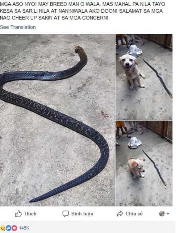 The brave dog that bit a cobra to save its owner and smiled before making the ultimate sacrifice, breaking everyone's heart 4