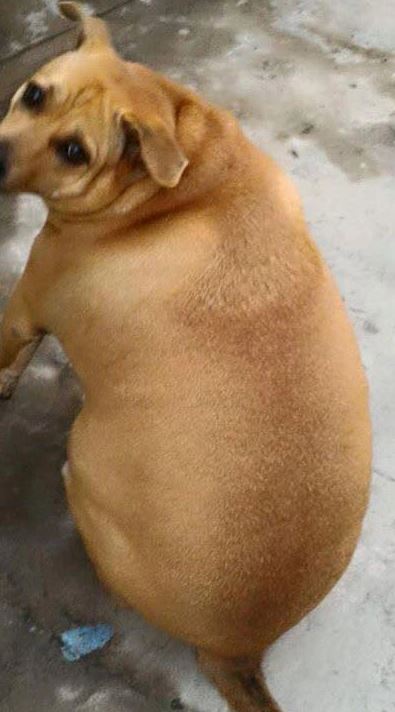 The round fat dog 'like a kiwi' makes netizens excited 1
