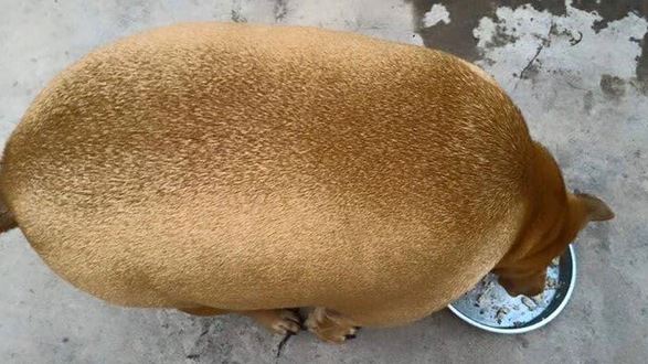 The round fat dog 'like a kiwi' makes netizens excited 2