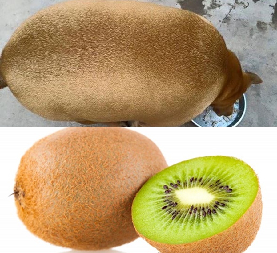 The round fat dog 'like a kiwi' makes netizens excited 3