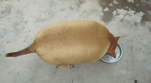 The round fat dog 'like a kiwi' makes netizens excited 4