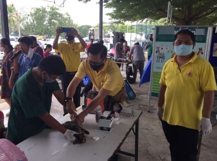 Cats line up for free sterilization in Thailand, attracting laughter from netizens 1