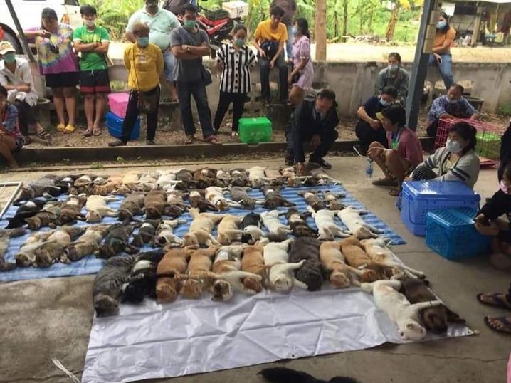 Cats line up for free sterilization in Thailand, attracting laughter from netizens 2