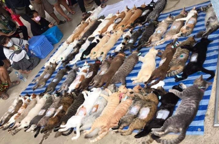 Cats line up for free sterilization in Thailand, attracting laughter from netizens 3