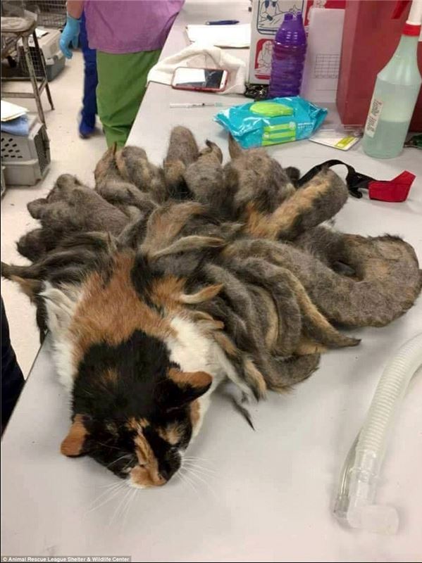 Frightened by a cat with fur resembling that of a nine-tailed fox, after being abandoned 1