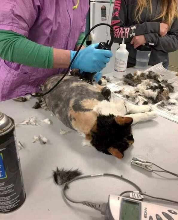 Frightened by a cat with fur resembling that of a nine-tailed fox, after being abandoned 3
