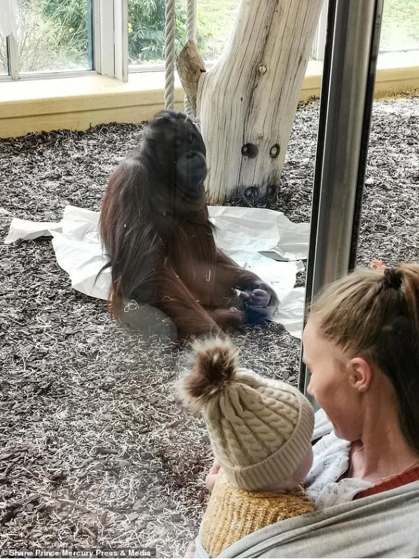 The baby died prematurely, the orangutan sadly stared at the nursing mother, making everyone's heart flutter 1