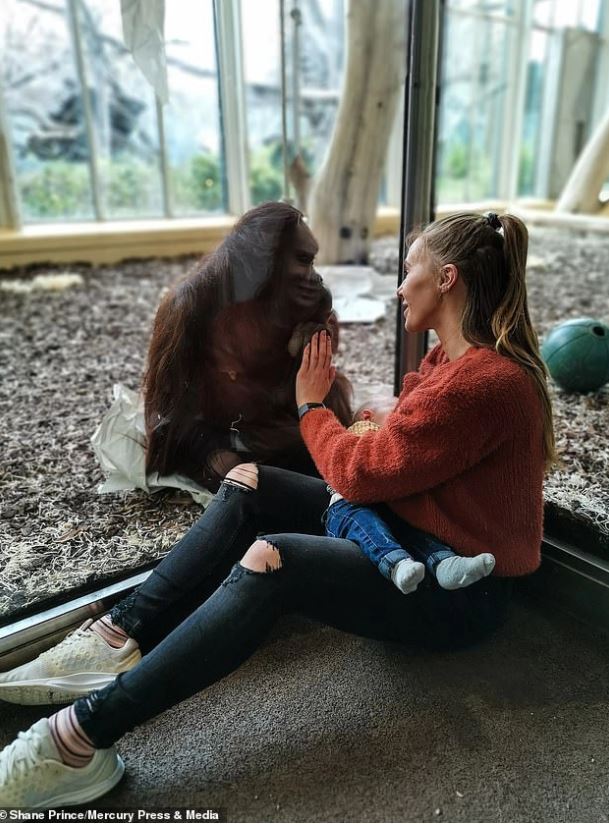 The baby died prematurely, the orangutan sadly stared at the nursing mother, making everyone's heart flutter 2