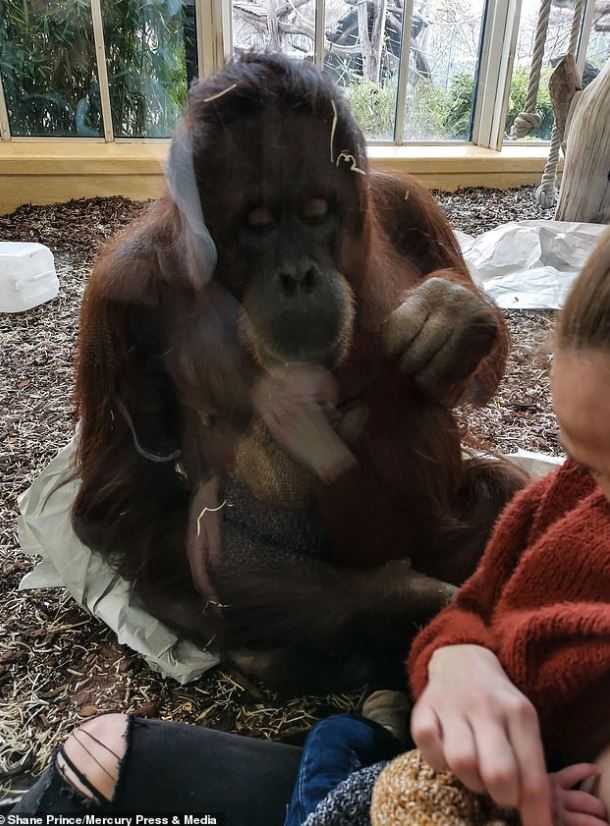 The baby died prematurely, the orangutan sadly stared at the nursing mother, making everyone's heart flutter 3
