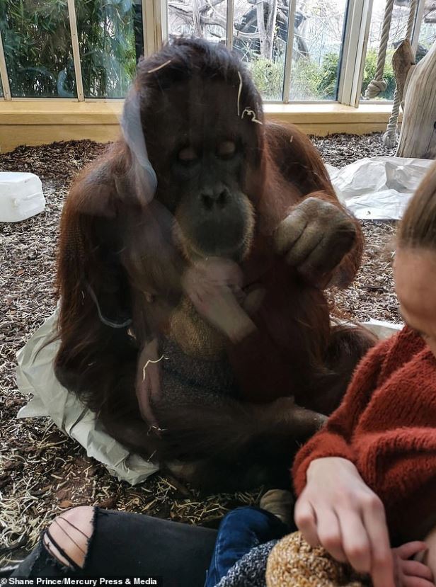 The baby died prematurely, the orangutan sadly stared at the nursing mother, making everyone's heart flutter 4