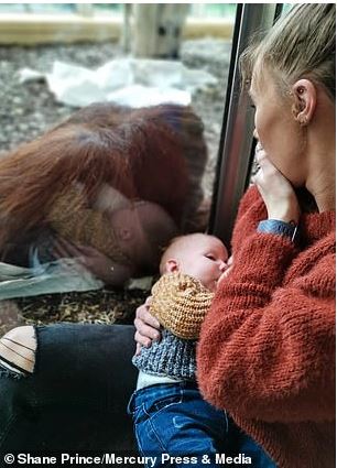 The baby died prematurely, the orangutan sadly stared at the nursing mother, making everyone's heart flutter 5