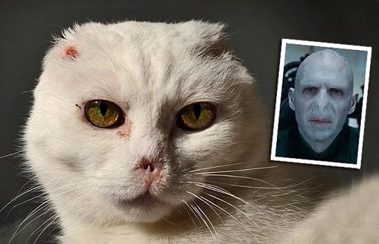 The face of Charlie the Cat is very similar to the Dark Lord Voldemort. Image Credit: MIKAEL BUCK/SOLENT NEWS