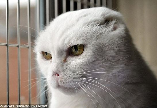 The owner abandoned the cat because of its face... the villain 2