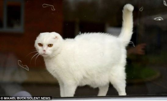 The owner abandoned the cat because of its face... the villain 4